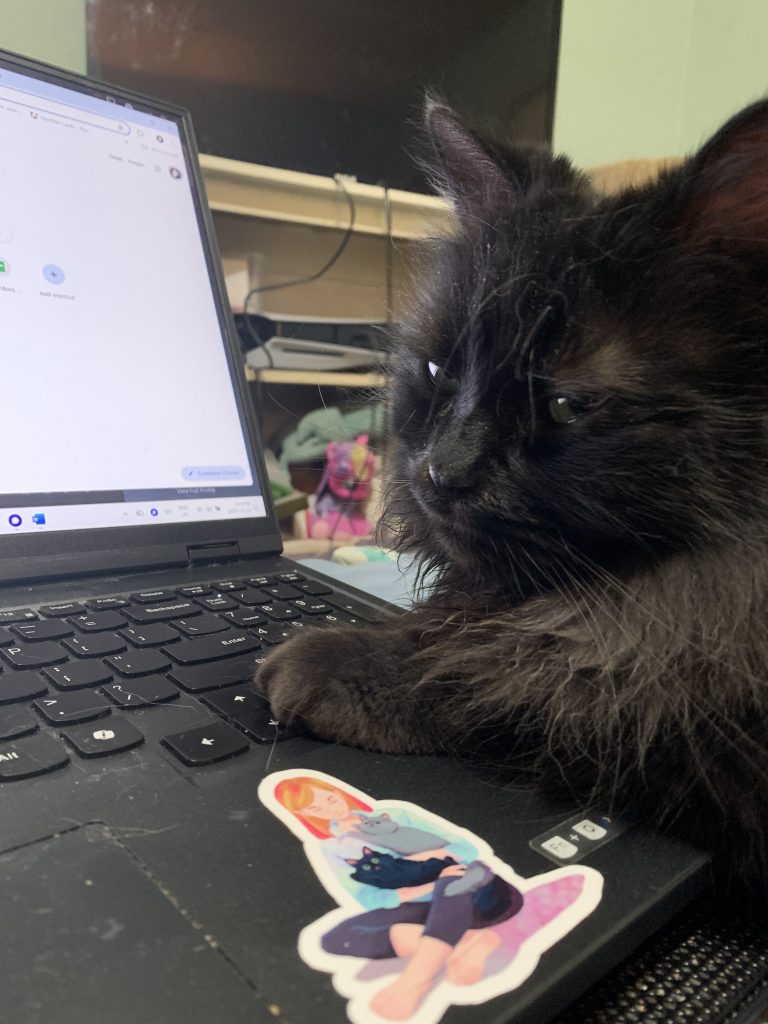 Close-up of the face of a long-haired black cat with his paws on the keyboard of an open laptop. He looks pretty rough.