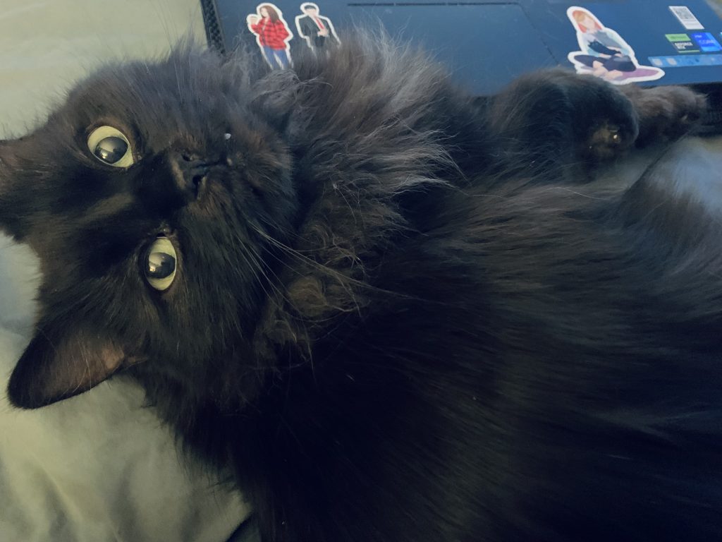A long-haired black cat with green eyes lying on a bed next to a keyboard, looking up and with a fang poking out.
