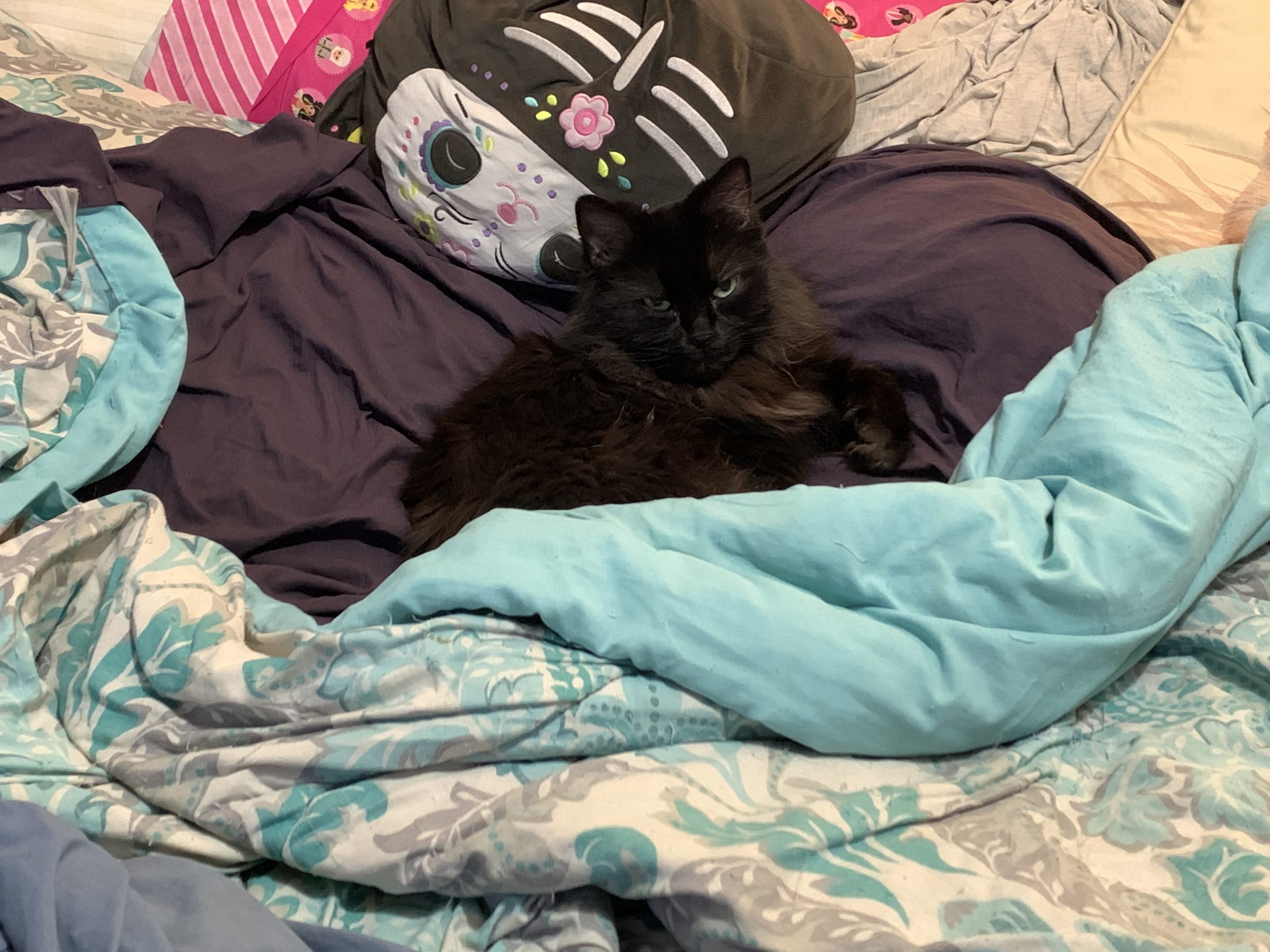 A long-haired black cat with green eyes lies in the middle of a bed amongst pillows and blankets. He has no plans to move.