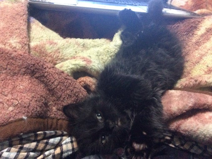 Nine-week-old black kitten on his back looking for trouble