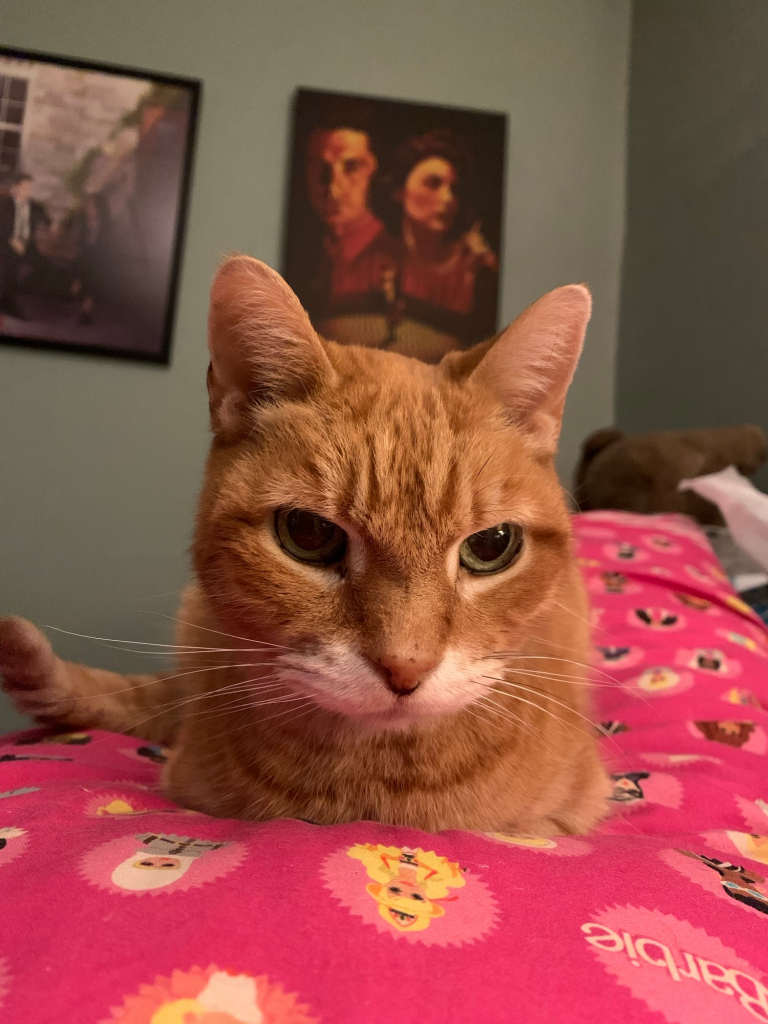 A tiny short haired ginger cat facing the camera lying on a large pink Barbie pillow.