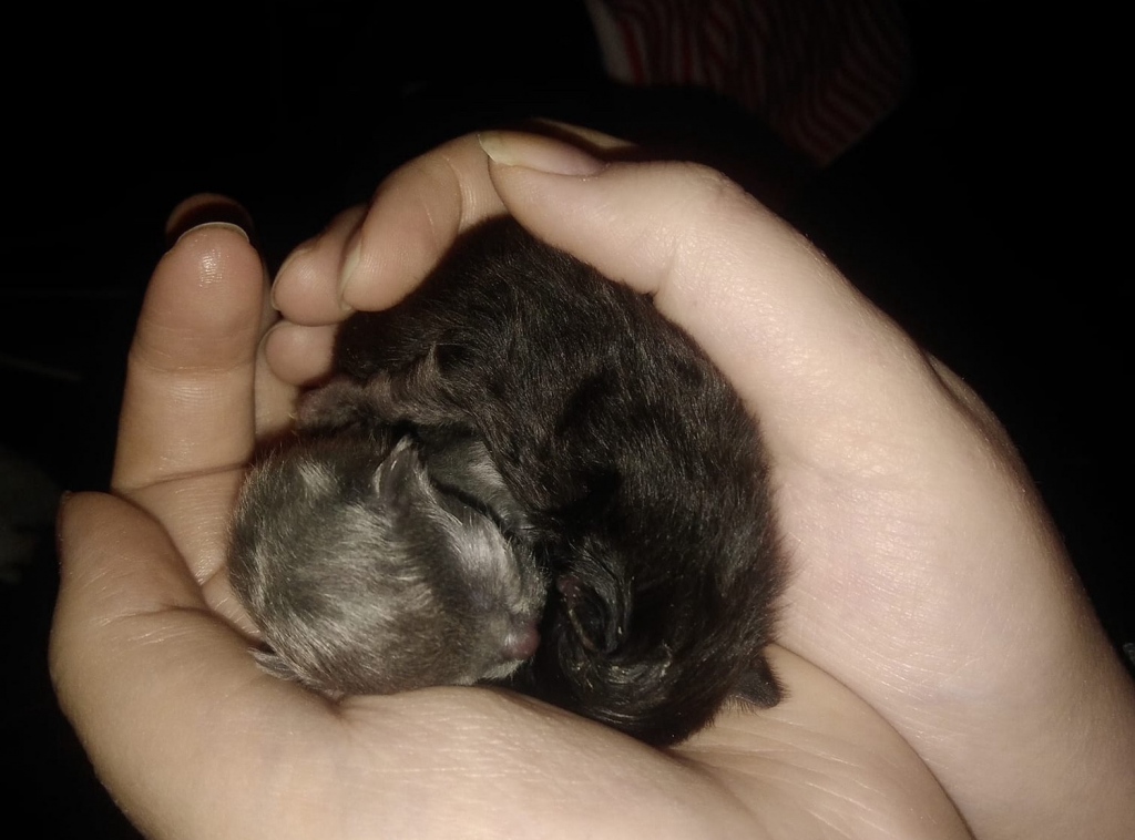 Two neonatal kittens nestled in a woman's hands.