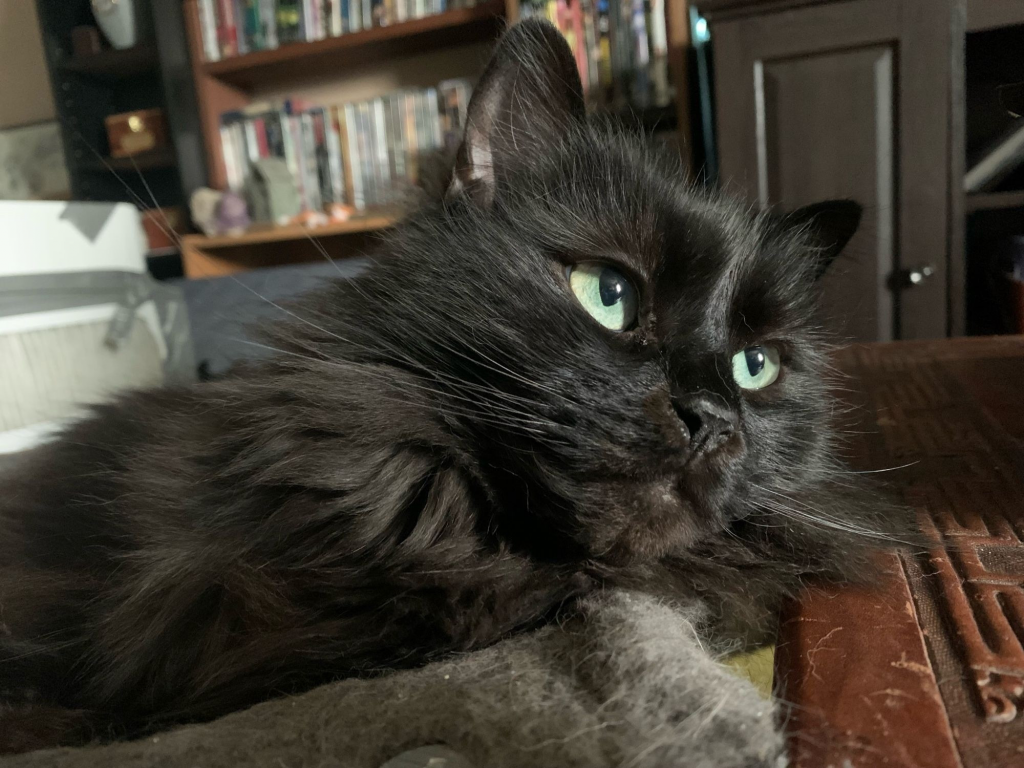 Long-haired black adult cat with green eyes looking to the side.