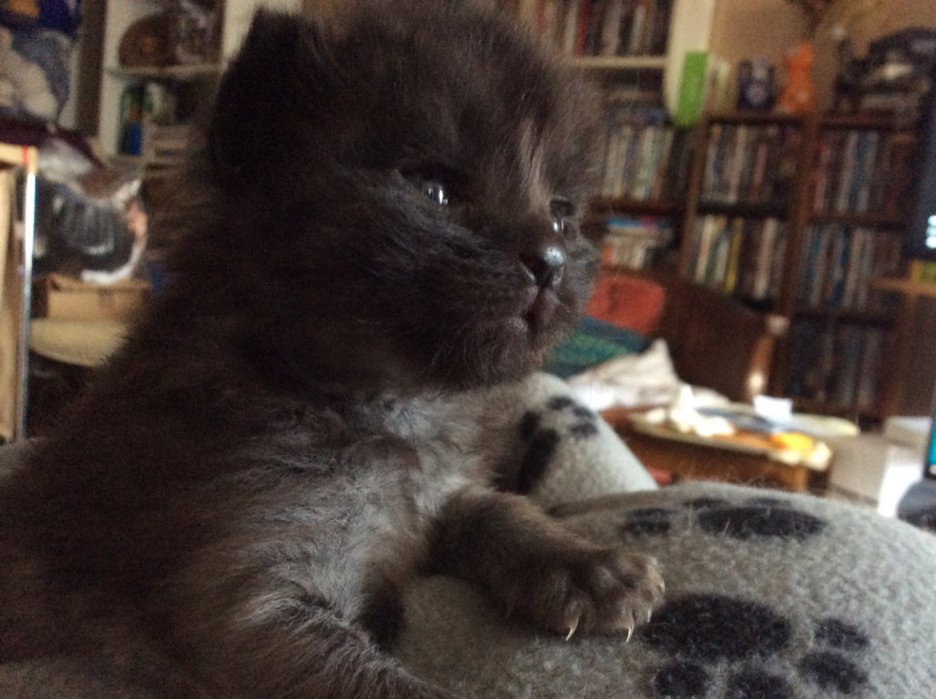 Three-week-old black kitten with his eyes open, looking to the side.