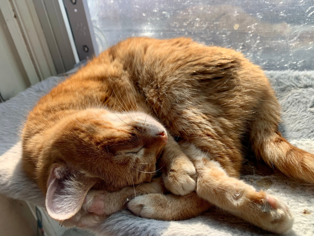 A tiny short haired ginger cat curled up on his side, content in the sunlight on a window hammock. He looks very comfortable and seeing him brings you joy.
