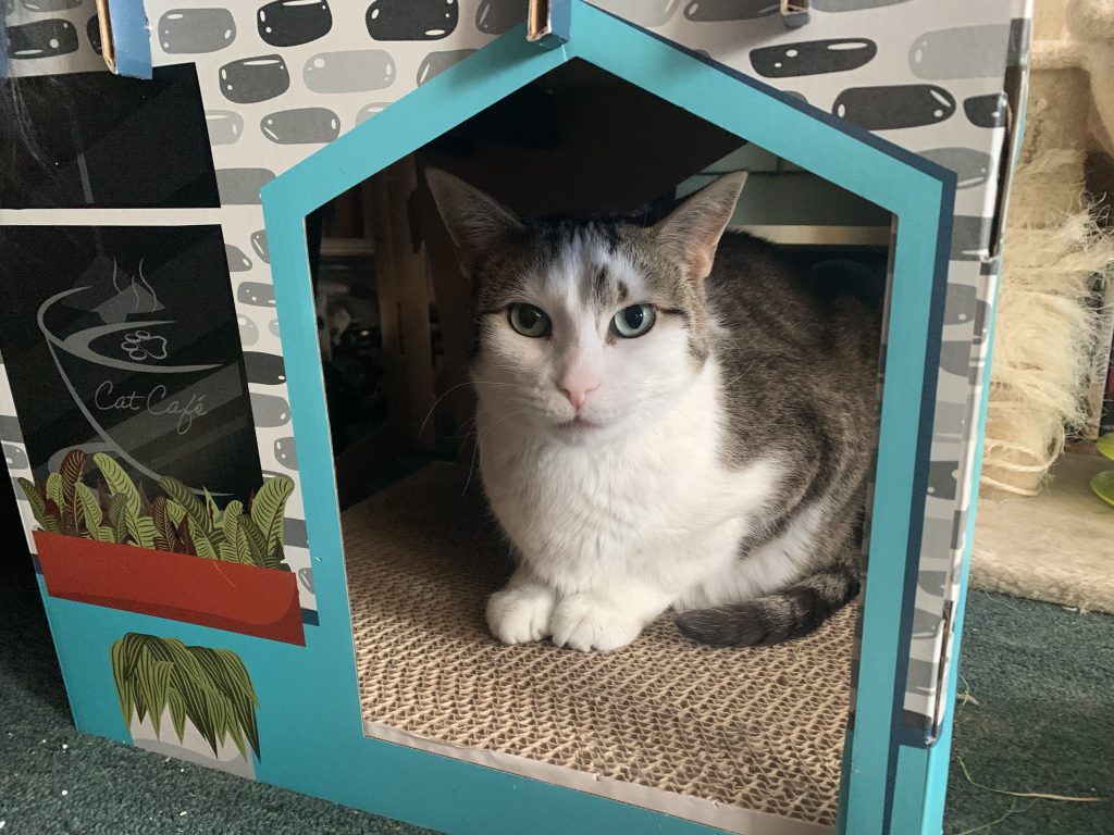 A small short-haired tabby and white cat with green eyes sitting in a cardboard house.