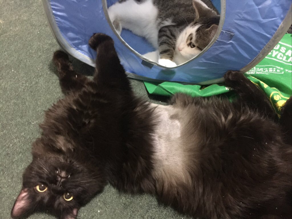 Two cats the floor, a long-haired back cat on his side with a shaved chest from his ultrasound. In the cat house he's playing with a short-haired tabby and white cat.