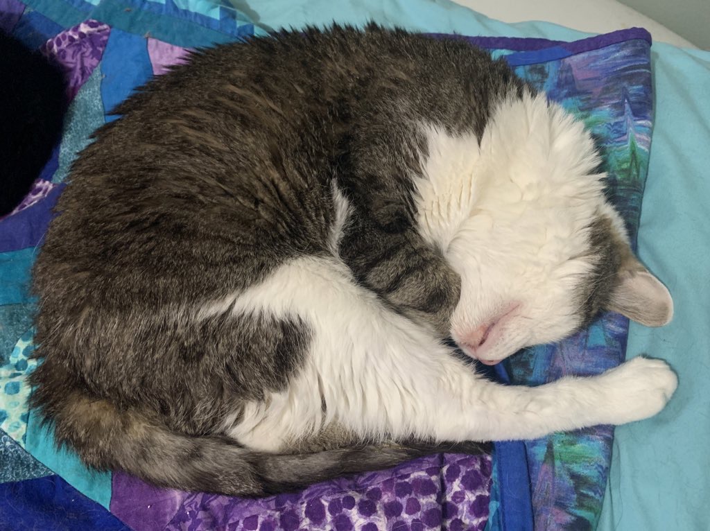 A short-haired tabby and white cat on her side asleep