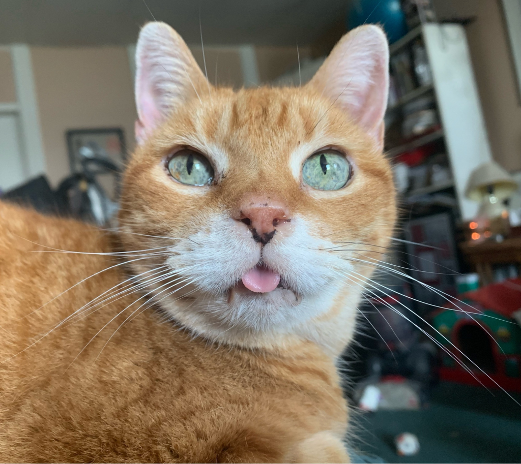 A tiny ginger short-haired cat with green eyes and his tongue sticking out.