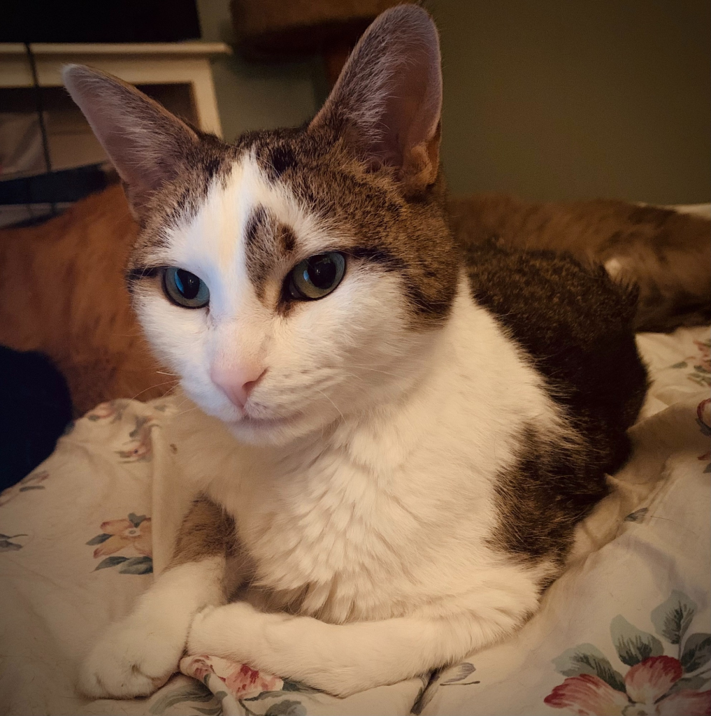 A petite short-haired tabby and white cat with green eyes and big ears.