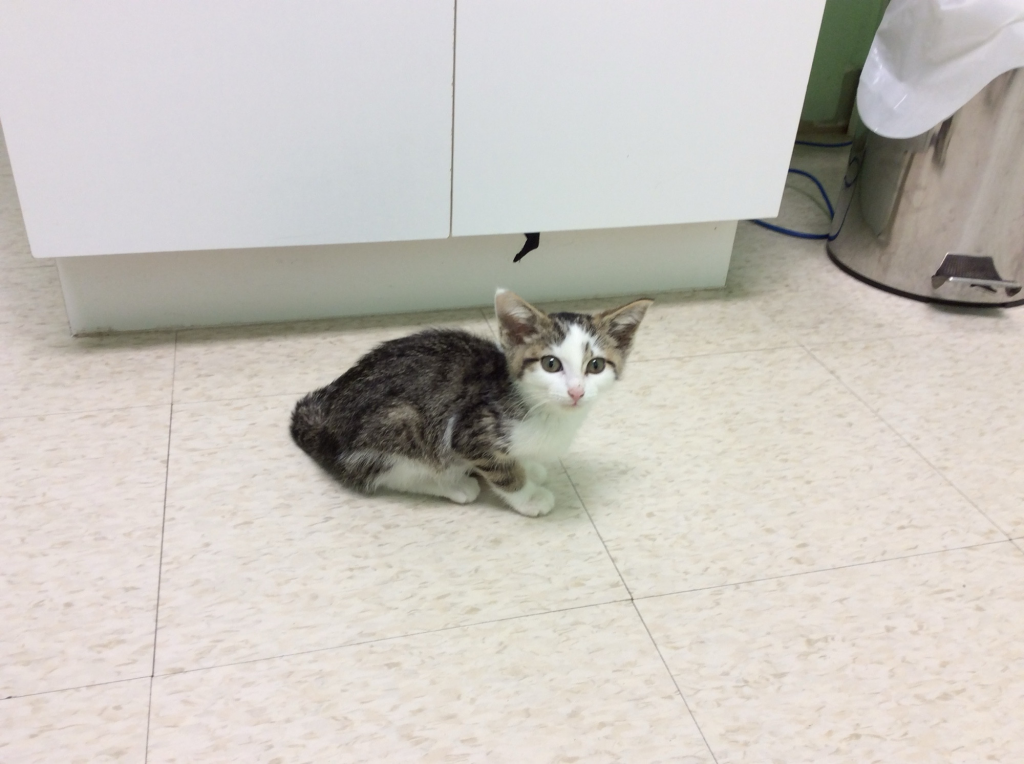 A tiny underweight three-month-old kitten with giant ears and a sweet face.