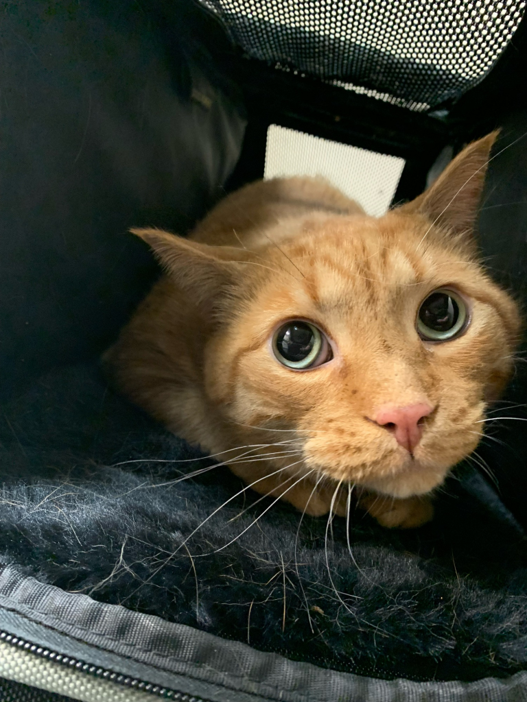 A big ginger cat with green eyes in a carrier looking sad that he's been taken to the vet.