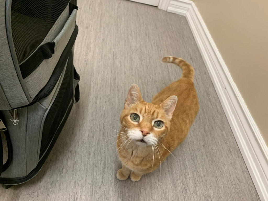 A small ginger cat standing on the floor at the vet office looking up curiously. His chunky sides are visible.