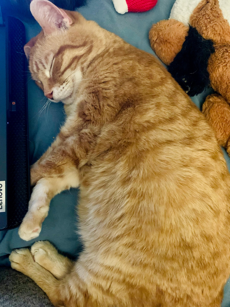 A small short haired ginger cat asleep on his side. It’s a top down view and his belly looks big. He seems at peace and he’s next to an open laptop with toys around him.