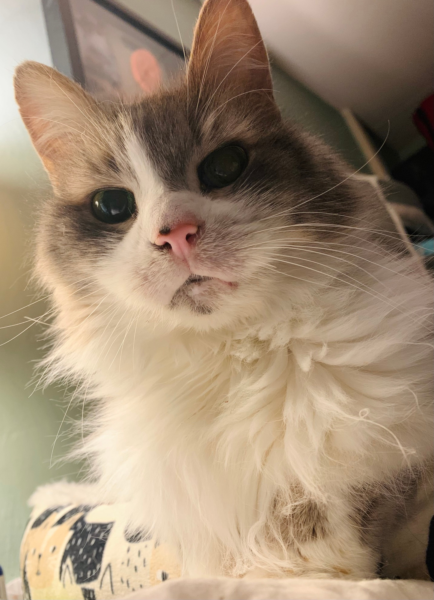 Gray and white cat with green eyes and a pink nose somewhat looming over the viewer. She’s sitting in a cat bed and you can just see the long ruff of white fur on her neck and her face peering down.